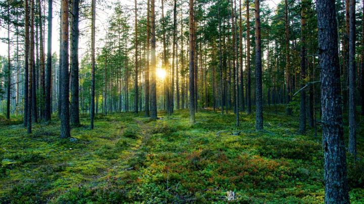 suomalainen metsämaisema